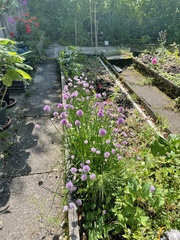 Allium schoenoprasum