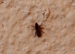 Microlarinus lareynii