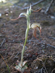 Pterostylis exserta
