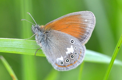 Tamsusis Satyriukas nuotrauka