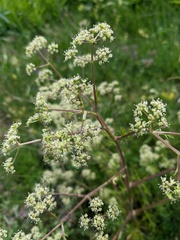 Trinia
