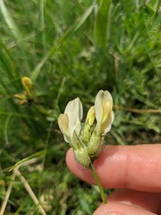 Astragalus glaucus