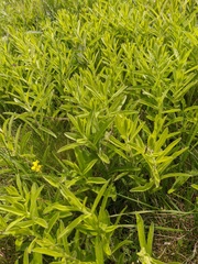 Pentanema germanicum