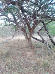Senegalia erubescens