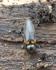 Ampedus protervus