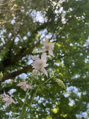 Aquilegia