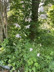 Aquilegia
