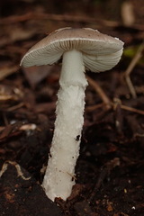 Amarrendiae