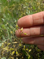 Cerastium brachypetalum