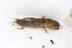 Gryllotalpa monanka