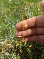 Cerastium brachypetalum