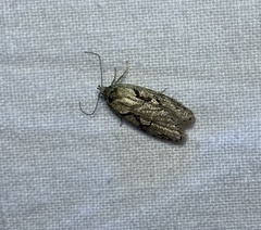 Semioscopis steinkellneriana