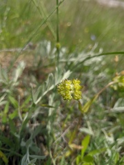 Valerianella turgida