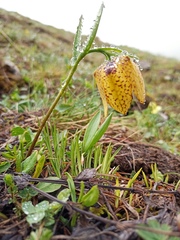 Fritillaria collina