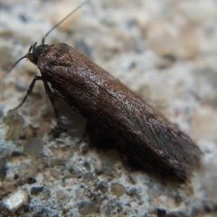 Blastobasis maroccanella