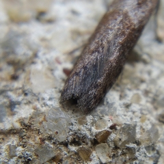 Blastobasis maroccanella