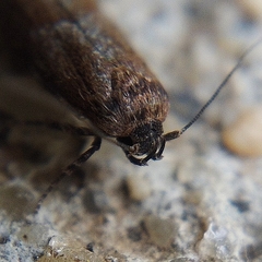 Blastobasis maroccanella