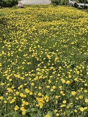 Taraxacum officinale