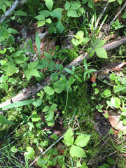 Ranunculus abortivus