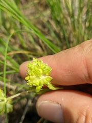 Valerianella turgida
