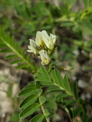 Astragalus glaucus