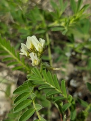 Astragalus glaucus