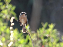 Polystictus superciliaris