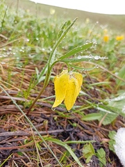Fritillaria collina