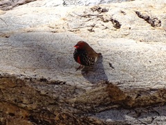 Emblema pictum