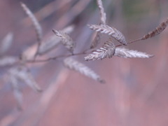 Eragrostis nindensis