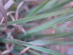 Eragrostis nindensis