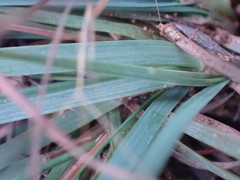 Eragrostis nindensis