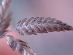 Eragrostis nindensis