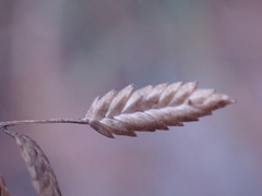 Eragrostis nindensis