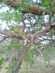 Senegalia erubescens