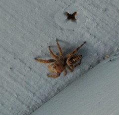 Phidippus carolinensis