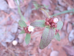 Antherotoma debilis