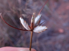 Cyperus margaritaceus