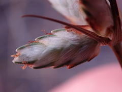 Cyperus margaritaceus