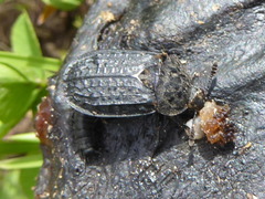 Thanatophilus rugosus