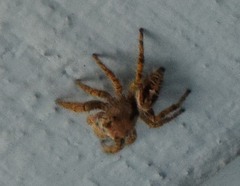 Phidippus carolinensis