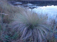 Miscanthus junceus