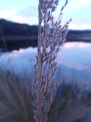 Miscanthus junceus