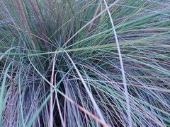 Miscanthus junceus