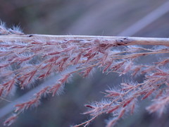 Miscanthus junceus