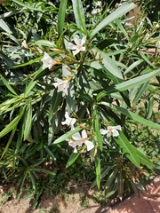 Nerium oleander