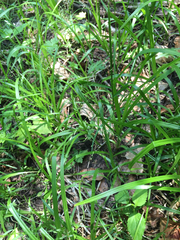 Poa alsodes