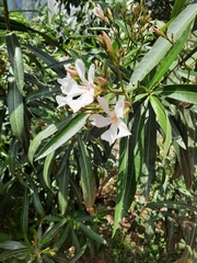 Nerium oleander