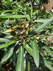 Nerium oleander