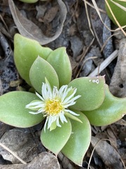 Delosperma lebomboense image